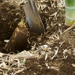 Edible Bamboo Plant -Flourish Garden Edible Bamboo 5 FGT