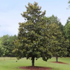 Edith Bogue Magnolia -Flourish Garden Edith Bogue magnolia 1