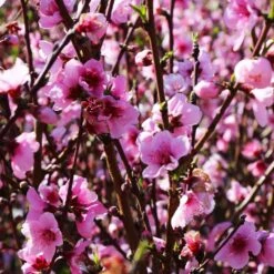 Elberta Peach Tree -Flourish Garden Elberta Peach Tree 1 111306f8 438c 4590 8c63 1bbc10929988