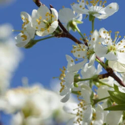 Elephant Heart Plum Tree -Flourish Garden Elephant Heart Plum 2