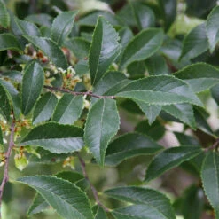 Emerald Flair Elm Tree 6 Emerald Flair Elm Tree -Flourish Garden Emerald Flair 2