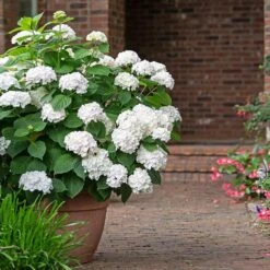 Endless Summer® Blushing Bride Bigleaf Hydrangea Shrub -Flourish Garden Endless Summer Blushing Bride 3 FGT