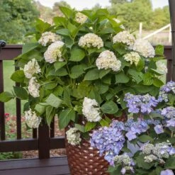 Endless Summer® Blushing Bride Bigleaf Hydrangea Shrub -Flourish Garden Endless Summer Blushing Bride 5