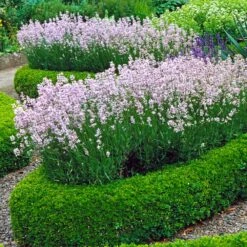 English Boxwood Shrub -Flourish Garden English Boxwood 4