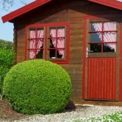 English Boxwood Shrub -Flourish Garden English Boxwood 6 FGT