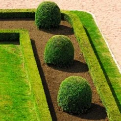 English Boxwood Shrub -Flourish Garden English Boxwood 7