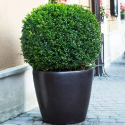 English Boxwood Shrub -Flourish Garden English Boxwood 9 FGT