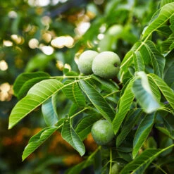 Front Page 37 English Walnut Tree