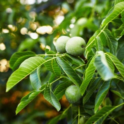 Front Page -Flourish Garden English Carpathian Walnut 7 FGT