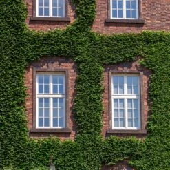 English Ivy Vine -Flourish Garden English Ivy 2 FGT