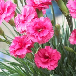 Scent First® Eternity Dianthus Plant -Flourish Garden Eternity Dianthus 2