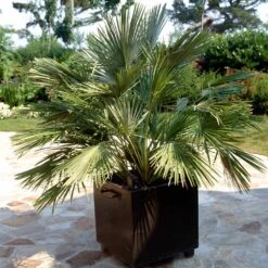 European Fan Palm Tree -Flourish Garden European Fan Palm 1 FGT