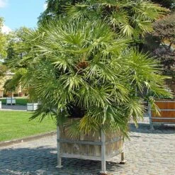 European Fan Palm Tree -Flourish Garden European Fan Palm 5