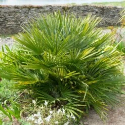 European Fan Palm Tree -Flourish Garden European Fan Palm 7 FGT