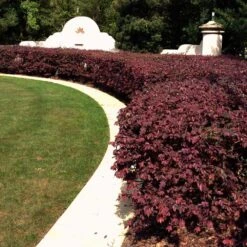 'Ever Red' Loropetalum 7 'Ever Red' Loropetalum -Flourish Garden Ever Red Lorepetalum 3