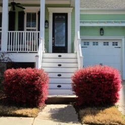 'Ever Red' Loropetalum 9 'Ever Red' Loropetalum -Flourish Garden Ever Red Lorepetalum 4