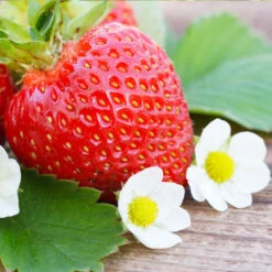 Everbearing Strawberry - USDA Organic 8 Everbearing Strawberry - USDA Organic -Flourish Garden Everbearing Strawberry 3 FGT d3338e88 8339 4e56 9059 0189b64ead59