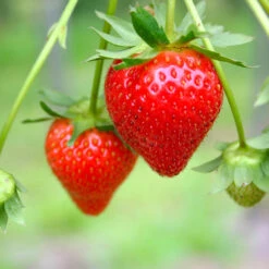 Everbearing Strawberry 10 Everbearing Strawberry -Flourish Garden Everbearing Strawberry 7