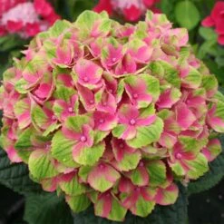Everlasting® Amethyst Hydrangea Shrub -Flourish Garden Everlasting Amethyst Hydrangea 2