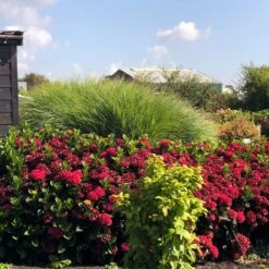 Everlasting® Crimson Ruby Hydrangea Shrub -Flourish Garden Everlasting Crimson Ruby 1