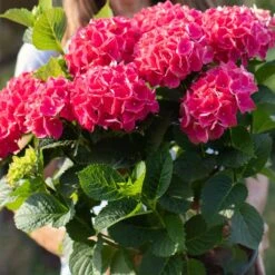 Everlasting® Crimson Ruby Hydrangea Shrub -Flourish Garden Everlasting Crimson Ruby 4