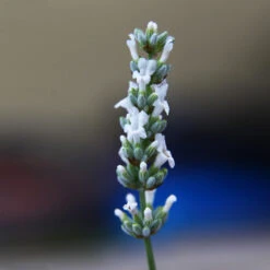 Lavender Exceptional™ -Flourish Garden Exceptional Lavender 2