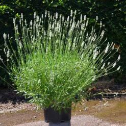 Lavender Exceptional™ -Flourish Garden Exceptional Lavender 4
