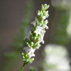 Lavender Exceptional™ -Flourish Garden Exceptional Lavender 5