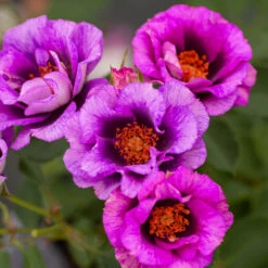 Eyeconic® Plum Lemonade Rose 7 Eyeconic® Plum Lemonade Rose -Flourish Garden Eyeconic Plum Lemonade Rose 2