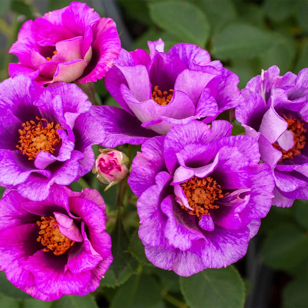 Eyeconic® Plum Lemonade Rose 2 Eyeconic® Plum Lemonade Rose - Image 2