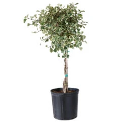 Variegated Ficus Triangularis Tree -Flourish Garden FIC TRT 34 3 BRD