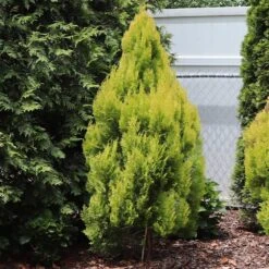 Forever Goldy™ Arborvitae Tree 7 Forever Goldy™ Arborvitae Tree -Flourish Garden FOrever GOldie 2