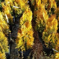 Forever Goldy™ Arborvitae Tree 9 Forever Goldy™ Arborvitae Tree -Flourish Garden FOrever GOldy 3