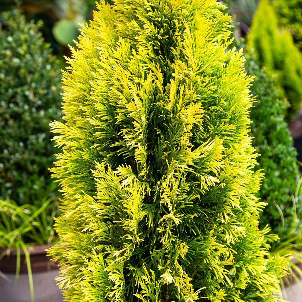 Forever Goldy™ Arborvitae Tree 4 Forever Goldy™ Arborvitae Tree - Image 4