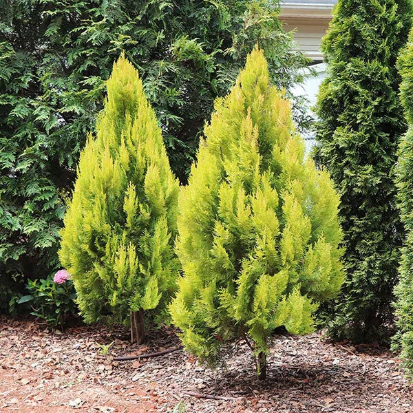 Forever Goldy™ Arborvitae Tree 1 Forever Goldy™ Arborvitae Tree