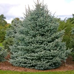 Fat Albert Colorado Blue Spruce 7 Fat Albert Colorado Blue Spruce -Flourish Garden Fat albert Blue Spruce 1