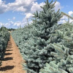 Fat Albert Colorado Blue Spruce 9 Fat Albert Colorado Blue Spruce -Flourish Garden Fat albert Blue Spruce 5