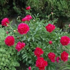 Felix Crousse Peony 5 Felix Crousse Peony -Flourish Garden Felix Crousse Peony 1