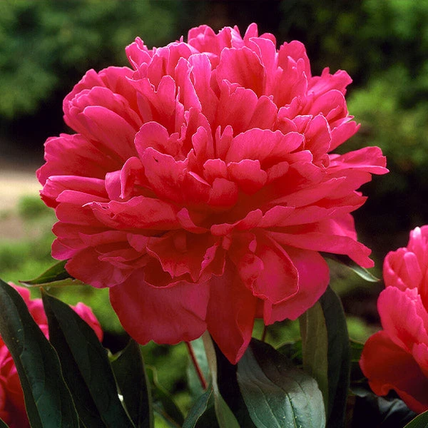 Felix Crousse Peony 1 Felix Crousse Peony