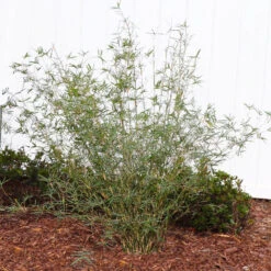 Fernleaf Bamboo -Flourish Garden FernleafMultiplexBamboo 1