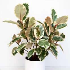 Ficus Tineke -Flourish Garden Ficus tineki 1