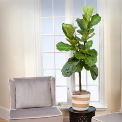 Monstera Deliciosa And Fiddle Leaf Fig Combo -Flourish Garden Fiddle Leaf Fig 2 FGT