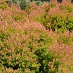 Fire Chief™ Thuja Shrub 8 Fire Chief™ Thuja Shrub -Flourish Garden Fire Chief Arborvitae 4