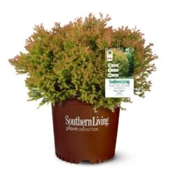 Fire Chief™ Thuja Shrub 9 Fire Chief™ Thuja Shrub -Flourish Garden Fire Chief Arborvitae 5