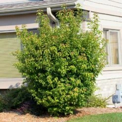 Flame Amur Maple 9 Flame Amur Maple -Flourish Garden Flame Amur 2