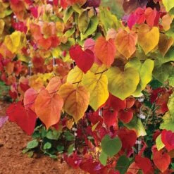 Flame Thrower® Redbud Tree -Flourish Garden Flame Thrower Redbud 2