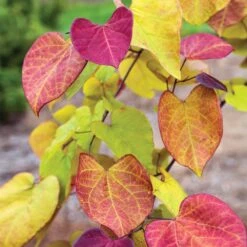 Flame Thrower® Redbud Tree -Flourish Garden Flame Thrower Redbud 3