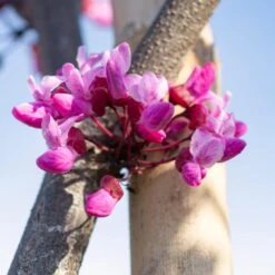 Flame Thrower® Redbud Tree -Flourish Garden Flame Thrower Redbud 5
