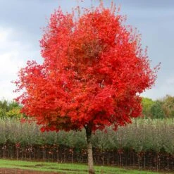 Flashfire® Maple Tree -Flourish Garden Flashfire Maple 1