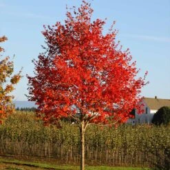 Flashfire® Maple Tree -Flourish Garden Flashfire Maple 2
